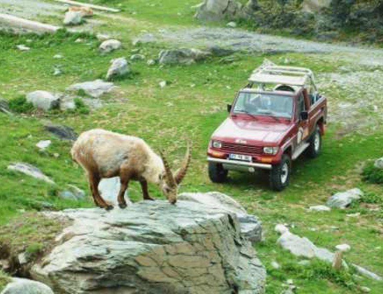 4x4__bouq_20101004_1934257690